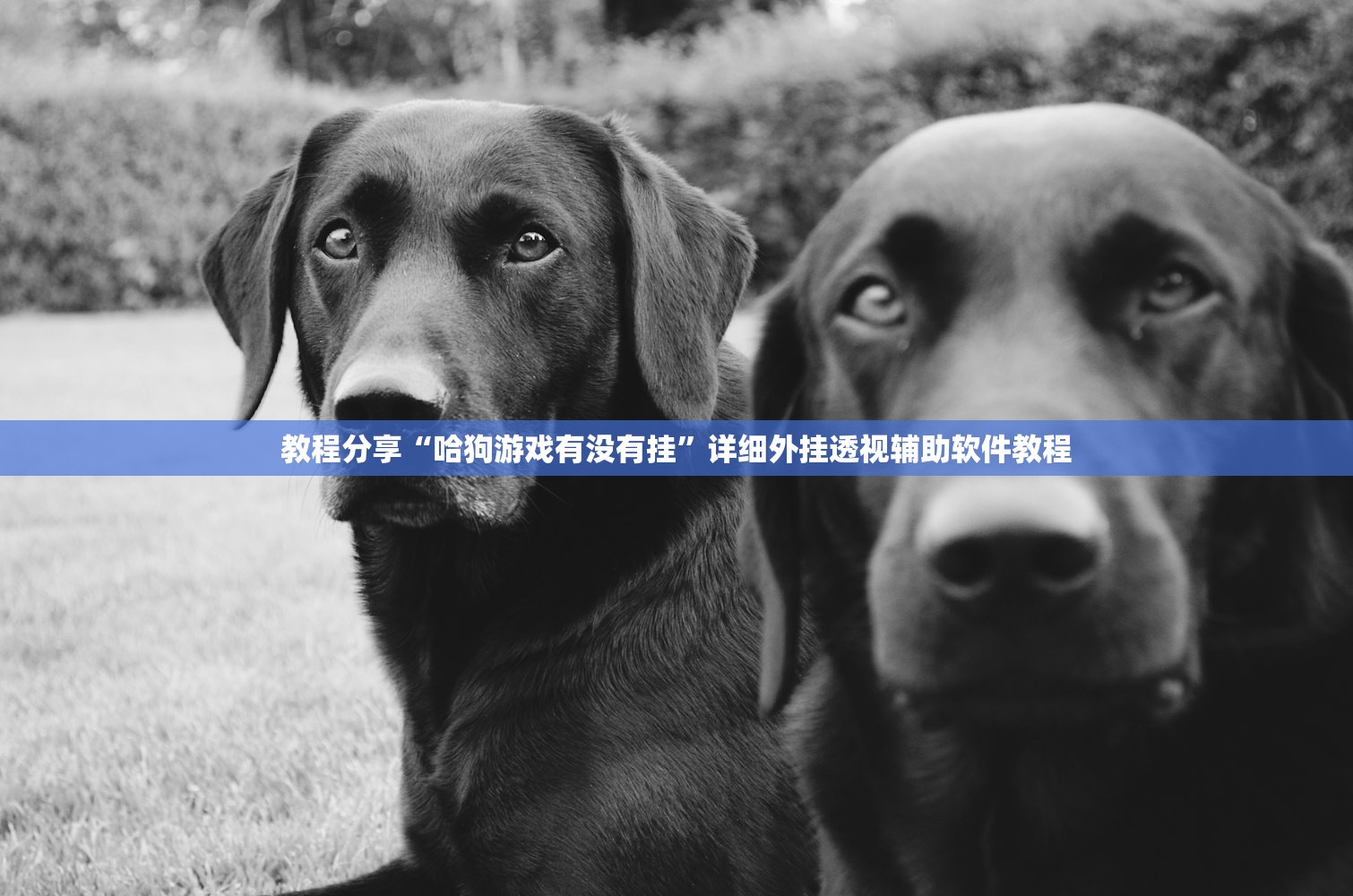 教程分享“哈狗游戏有没有挂”详细外挂透视辅助软件教程