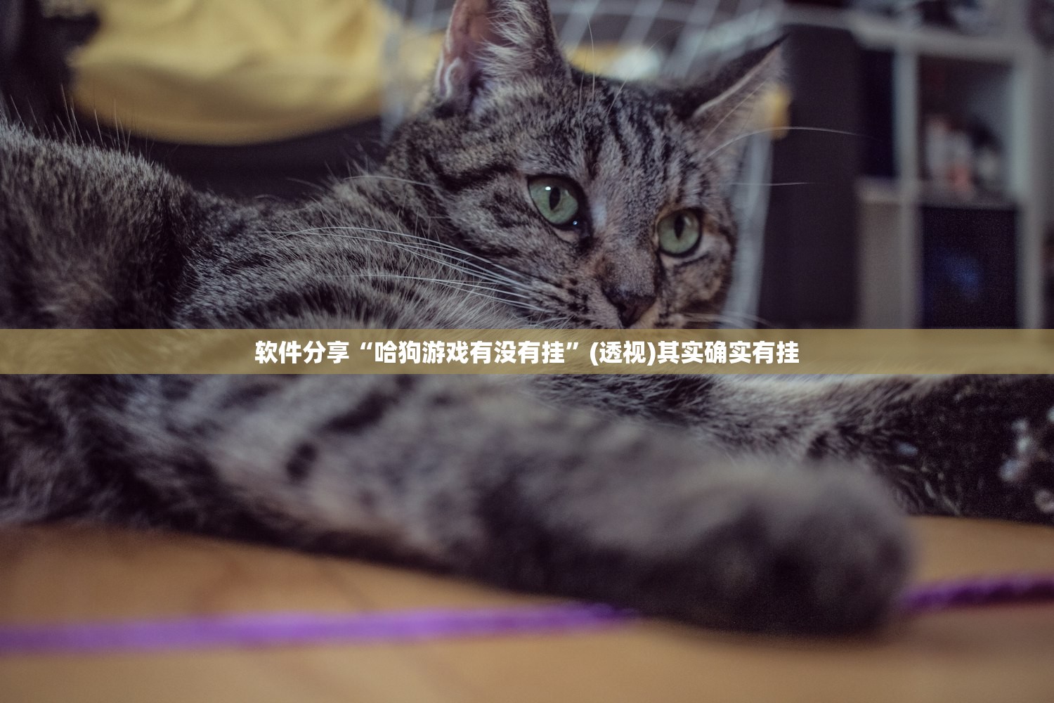 软件分享“哈狗游戏有没有挂”(透视)其实确实有挂