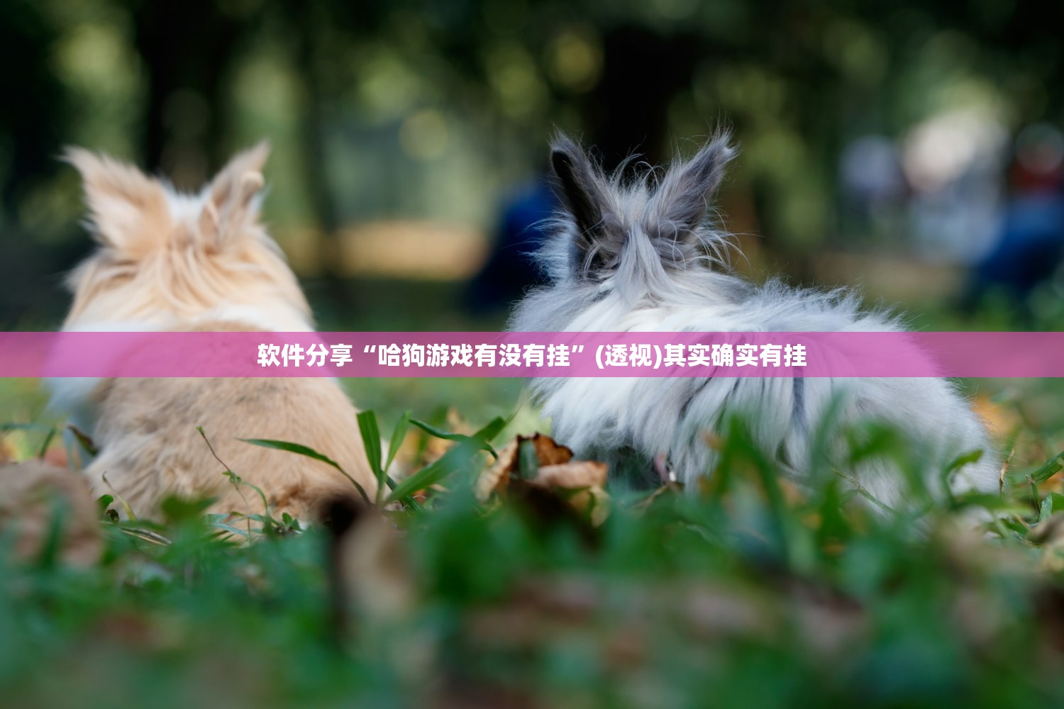 软件分享“哈狗游戏有没有挂”(透视)其实确实有挂