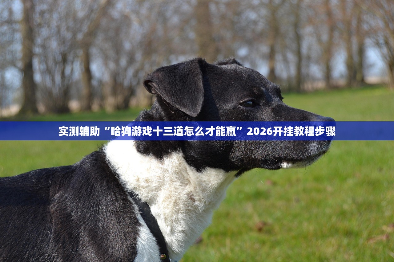 实测辅助“哈狗游戏十三道怎么才能赢”2026开挂教程步骤