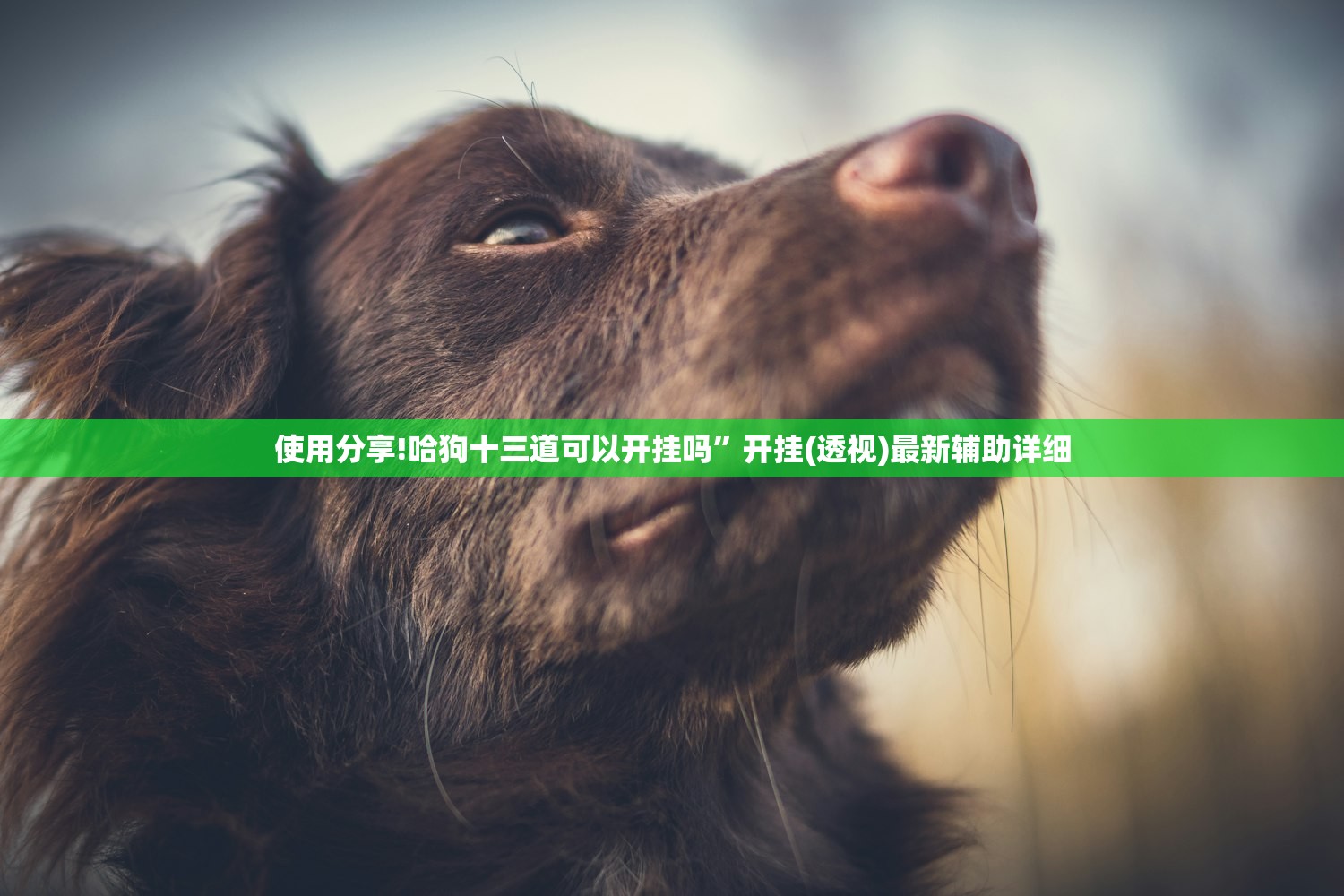 助赢神器“中至抚州麻将到底有没有挂”2026开挂教程步骤