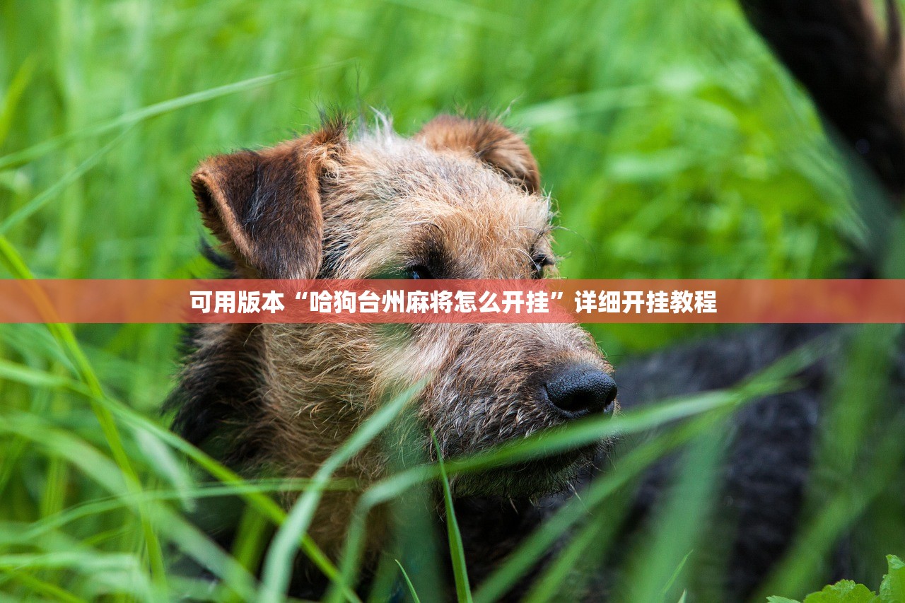 可用版本“哈狗台州麻将怎么开挂”详细开挂教程