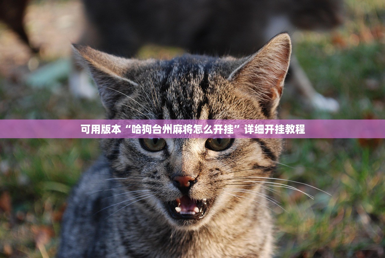 可用版本“哈狗台州麻将怎么开挂”详细开挂教程